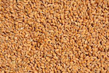 wheat grain texture