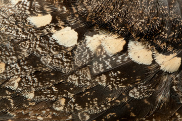 plumage of a European Nightjar