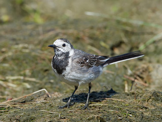 Fototapeta premium White wagtail (Motacilla alba)