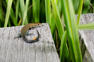 Eidechse wärmt sich auf aufgeheizten Holzplanken
