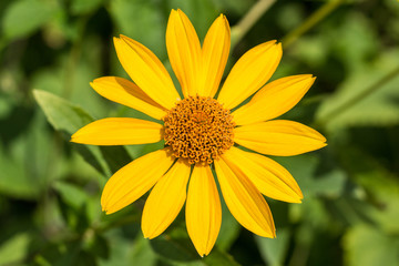 yellow garden flower isolated - natural background