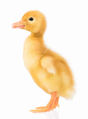 Cute domestic duckling isolated on white background