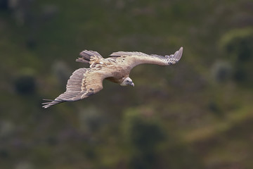 Griffon vulture (Gyps fulvus)