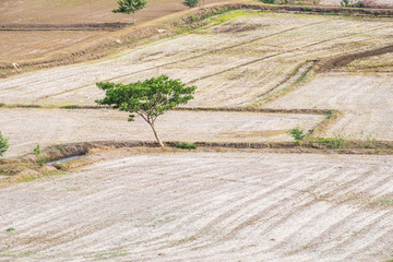 Tree arid solitary on rice field at wat tham sua area, kanchanaburi