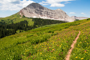 Trail through the wildflowers with Engineer peak in Colorado