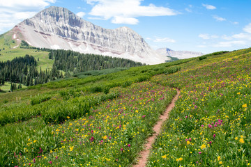 Trail through wildflowers with Engineer Peak in Colorado