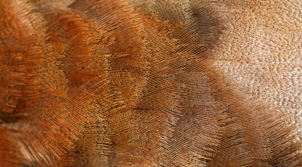 plumage of a duck