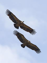 Griffon vulture (Gyps fulvus)