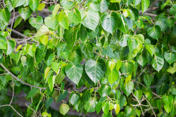 Bodhi tree leaves in wat tham sua temple