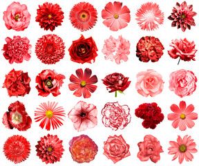 Mix collage of natural and surreal red flowers 30 in 1: peony, dahlia, primula, aster, daisy, rose,...