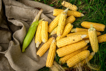peeled ripe corn lies on the grass