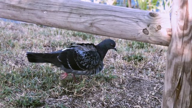 Pigeon dans la nature en slow motion 240 fps