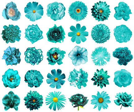 Collage of natural and surreal turquoise flowers 30 in 1: peony, dahlia, primula, aster, daisy, rose, gerbera, clove, chrysanthemum, cornflower, flax, pelargonium, marigold, tulip isolated on white