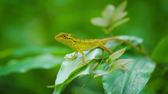 Small wild lizard on a tropical plant. Thailand, Phuket Island