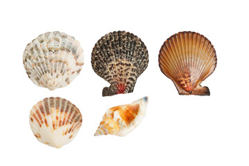 seashells and conch on white background