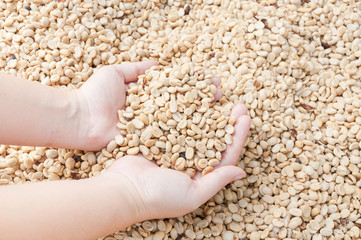 fresh dry coffee beans in women farmer hand