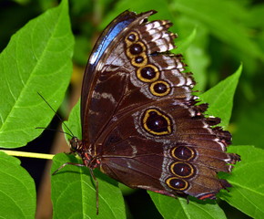 Obraz premium Exotischer Schmetterling