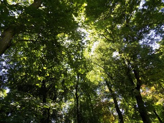 Deciduous forest