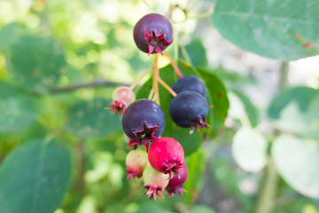 Black currant berries on a branch. The fruit in the garden is ripe for the picking. Nature gives vitamins in each fruit. Tasty berries, rich in vitamins.