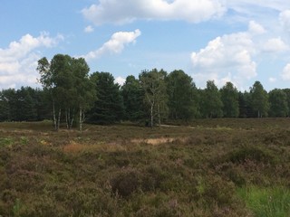 Heidelandschaft in der Lüneburger Heide