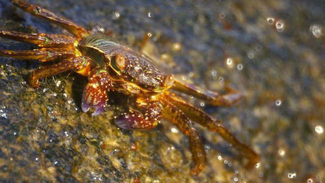 UltraHD video - Grapsus tenuicrustatus - rock crab close up