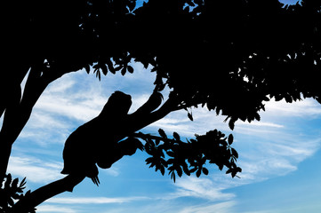 Sloth animal on the tree