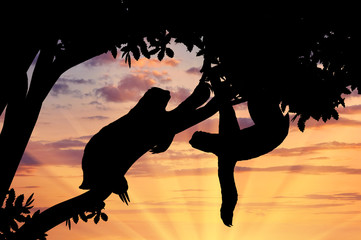 Pair sloths animals in a tree © Prazis Images