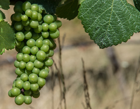 Unripe Pinot Noir Wine Grapes In An Oregon Vineyard