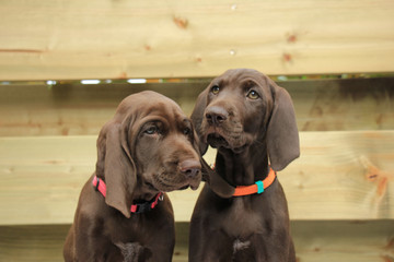 German Shorthaired Pointer Sisters