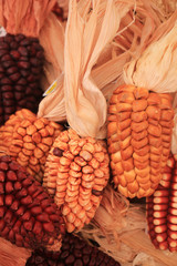 Dried corn
