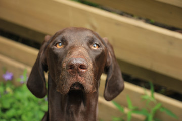 German Shorthaired Pointer