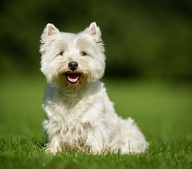 West Highland White Terrier Dog