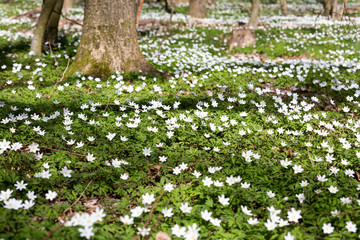 White anemone flower in blossom