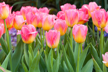 Colorful pink tulips flowers,The blooming of tulip,The beautiful blooming tulips in garden