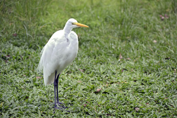 Great egret