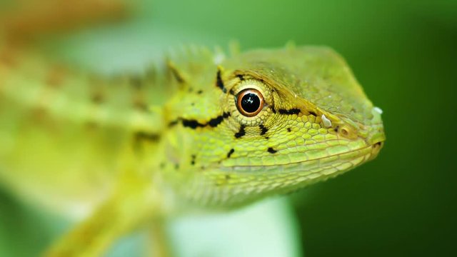 Portrait of a wild predatory lizards in their natural habitat. Thailand, Phuket Island
