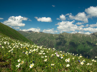 Wild flowers and grass on a background of mountains with clouds