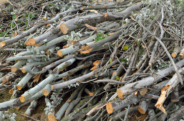 brushwood bunch