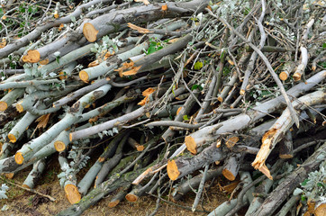 brushwood bunch