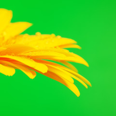 Yellow Gerbera Flower