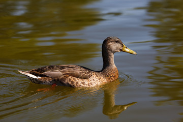 Mallard duck female swimming on the water.