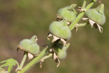 hibiscus bud before blooming