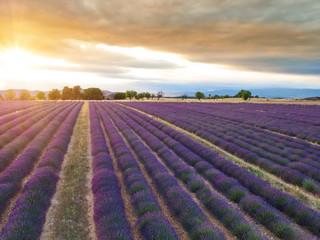 Fototapeta na wymiar Beautiful landscape of blooming lavender field