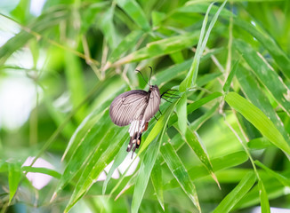 Butterfly winged beautiful hold green leaf bamboo