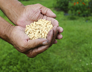 Wood pellets in the soil. Biofuels. The cat litter. Men hands.Hands of an elderly person.
