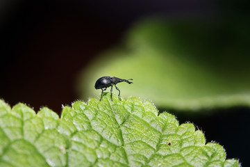 Ein kleiner Rüsselkäfer auf einem Blatt