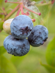 Ripening American blueberries