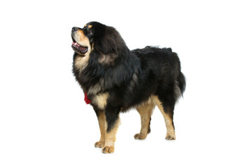 Fototapeta premium Beautiful big Tibetan mastiff dog