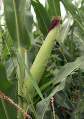 Corn on summer field in hot day