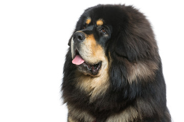 Beautiful big Tibetan mastiff dog